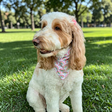 Sydney’s Wish Rainbow Scrunchie Dog Bandana